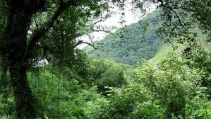 Los bosques salteños reciben el apoyo del Estado