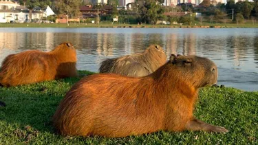 El estado de los carpinchos en Nordelta.
