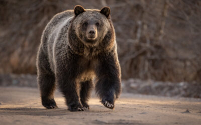 Rumanía podría implementar multas por alimentar a osos