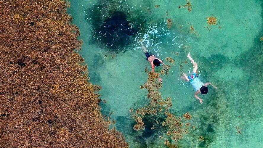 Desde el 2011 el alga ha proliferado hasta alcanzar proporciones nunca antes vistas en las costas caribeñas.