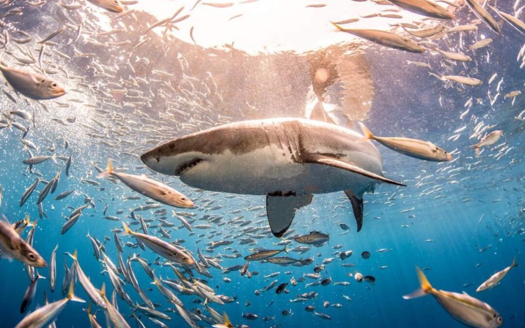 La actualidad de los tiburones en el mundo.