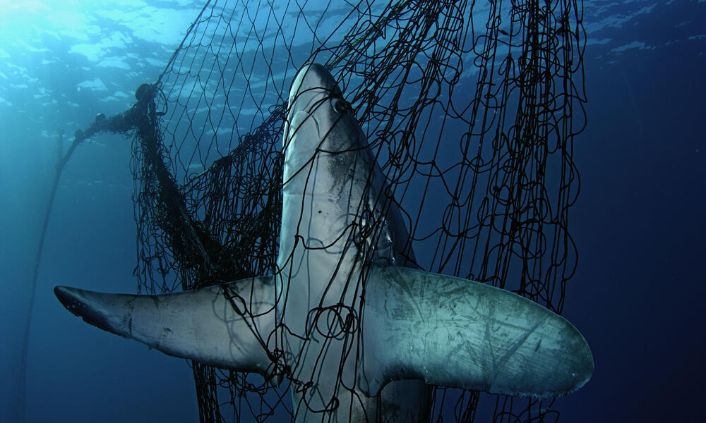 Muchas especies marinas se encuentran en peligro.