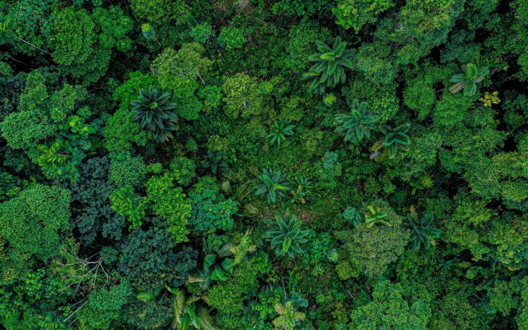 Resaltan la importancia de los bosques jóvenes en la mitigación del cambio climático