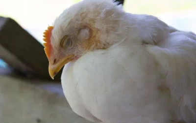 Confirman casos de gripe aviar en aves de corral de Buenos Aires