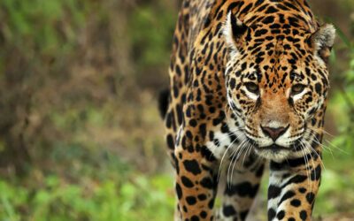 Los acusados de carnear a un yaguareté en Formosa irán a juicio