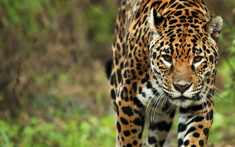 Un avance de la protección del yaguareté.