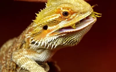 Investigan a un dragón que puede cambiar de sexo