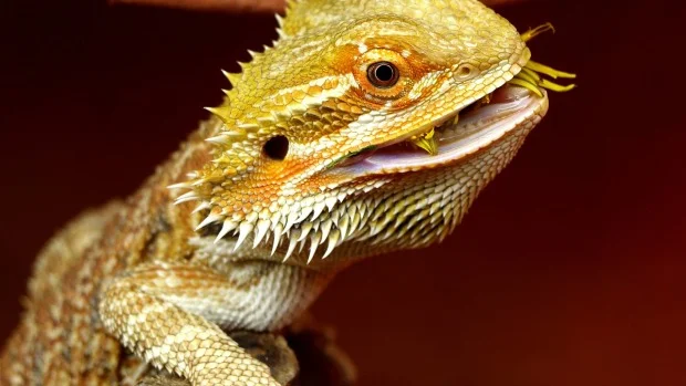 Investigan a un dragón que cambia de sexo.