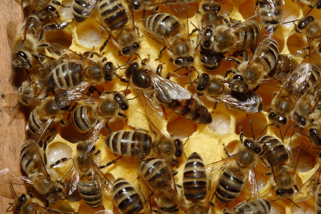 Una especie podría desplazar a la otra afectando la biodiversidad local.
