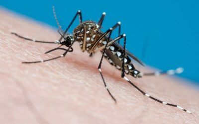 Lo que debes saber sobre el Día Mundial de los Mosquitos