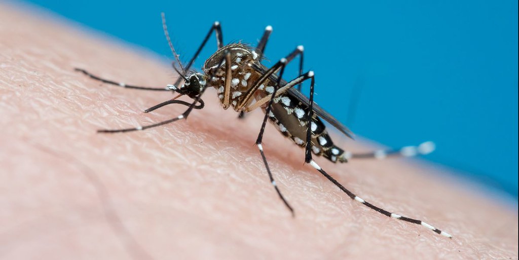 Lo que debes saber sobre el Día Mundial de los Mosquitos.