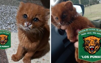 Rescataron a un cachorro de puma en Santa Fe