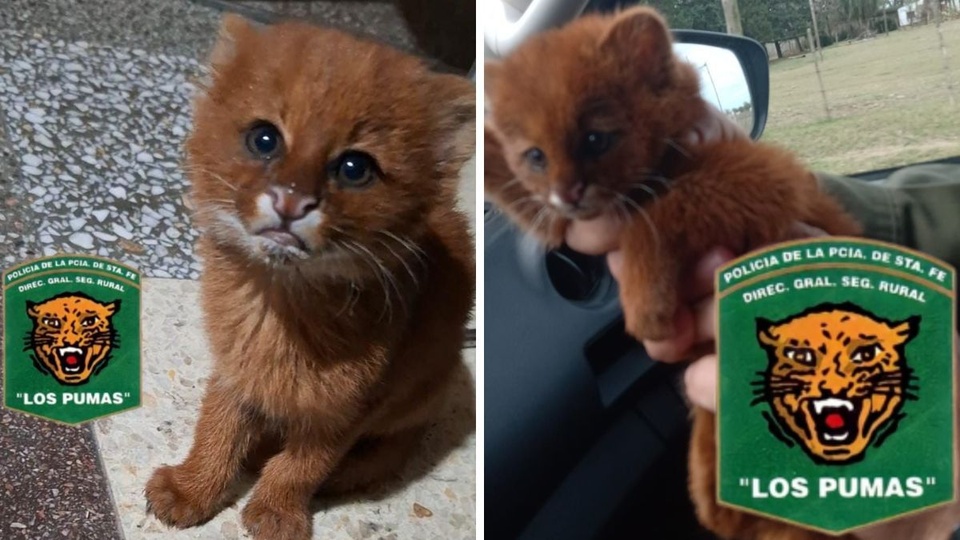 Rescataron a un cachorro de puma en Santa Fe, lo liberarán en su hábitat.
