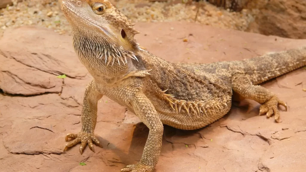 Investigan a un dragón que cambia de sexo.