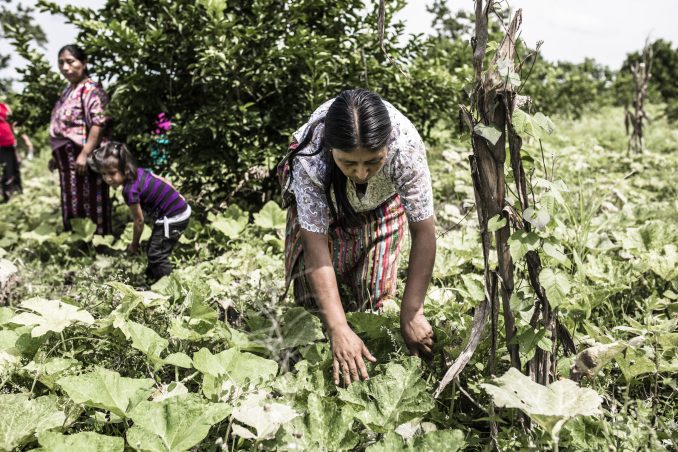 Peligra la situación de los defensores ambientales de Latinoamérica.