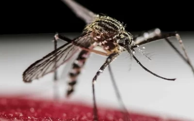 Descubren un patrón climático que es capaz de predecir un próximo brote de dengue