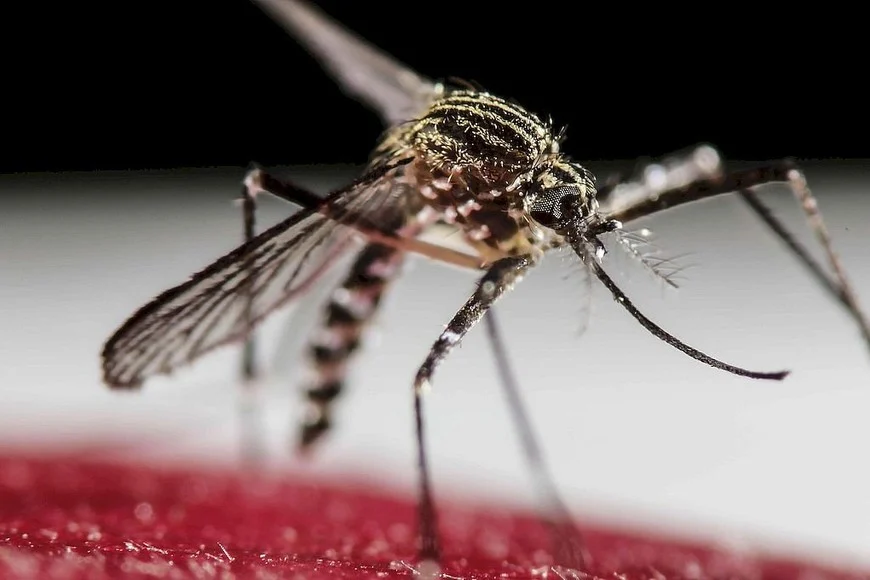 Lo que identificaron los expertos es que las grandes epidemias suelen activarse a cinco meses del paso del fenómeno climático conocido como El Niño.