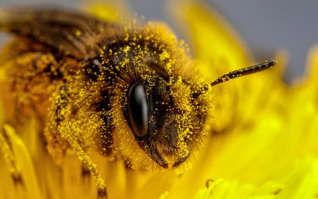 Italia: Alertan sobre una crisis creciente de abejas.