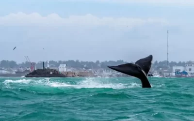 Inician operativo por el avistamiento de una ballena en Mar del Plata