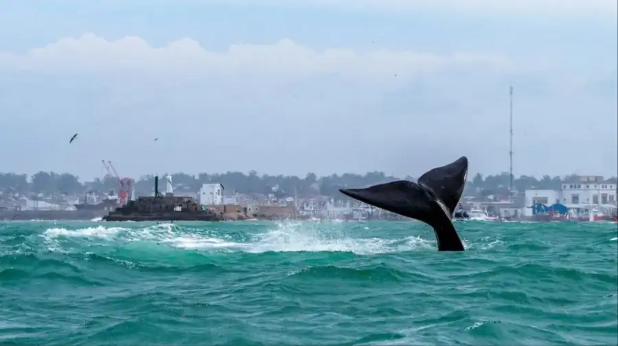 Inician operativo por el avistamiento de una ballena en Mar del Plata