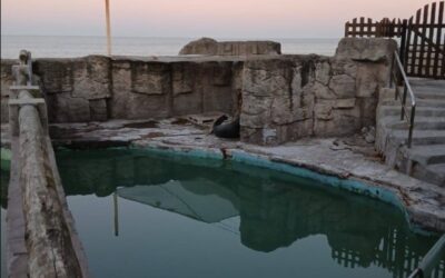 Denuncian a acuario de Mar del Plata por abandono de animales