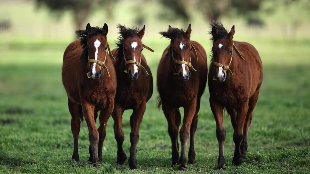 Caballos modificados genéticamente causan debate en el polo argentino.