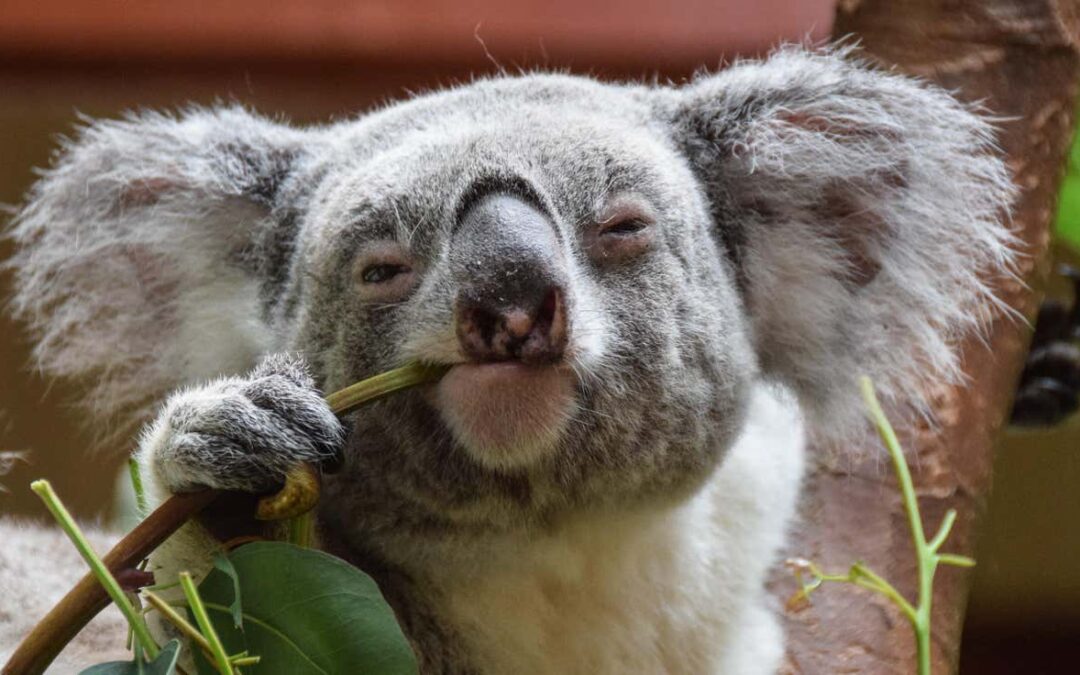 Australia aprueba la primera vacuna del mundo para proteger a los koalas de la clamidia.