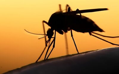 El cambio climático es capaz de causar una mayor frecuencia de infecciones transmitidas por animales