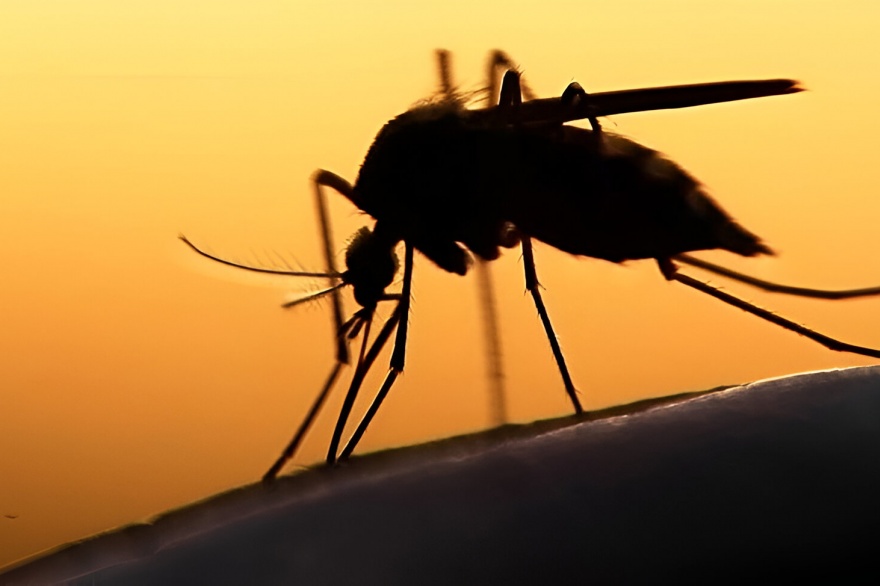 Advierte que el cambio climático es capaz de causar una mayor frecuencia de infecciones transmitidas por animales.