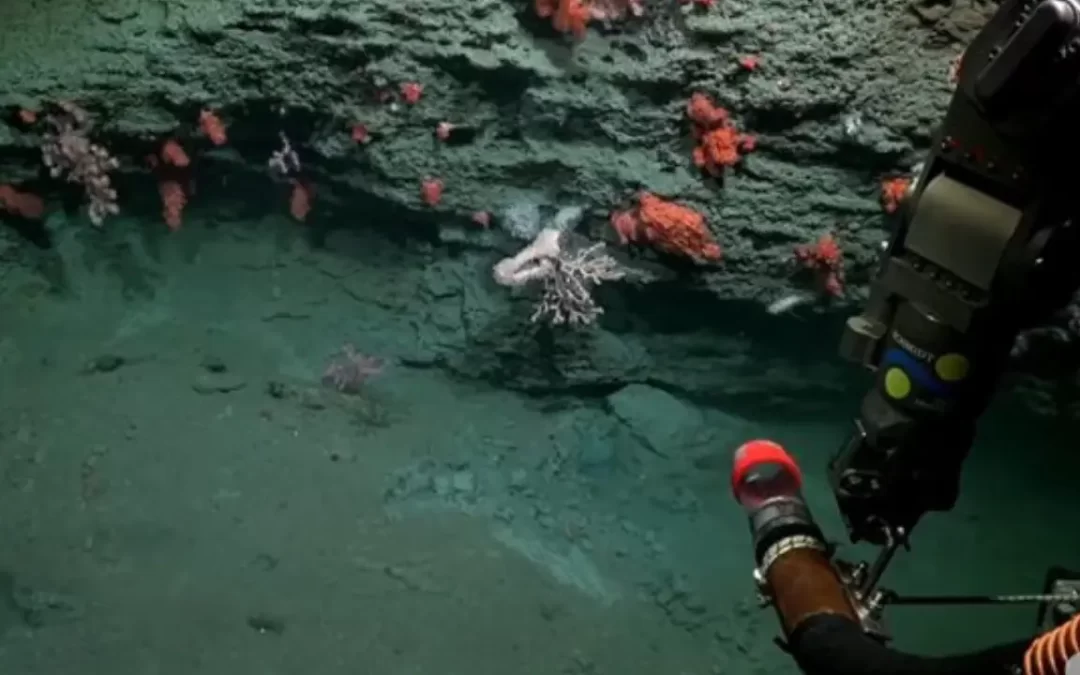 El Conicet explorará el océano patagónico.