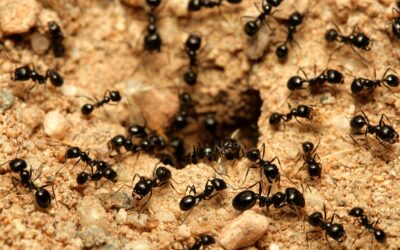 En Fiyi las hormigas se redujeron debido a una crisis ecológica