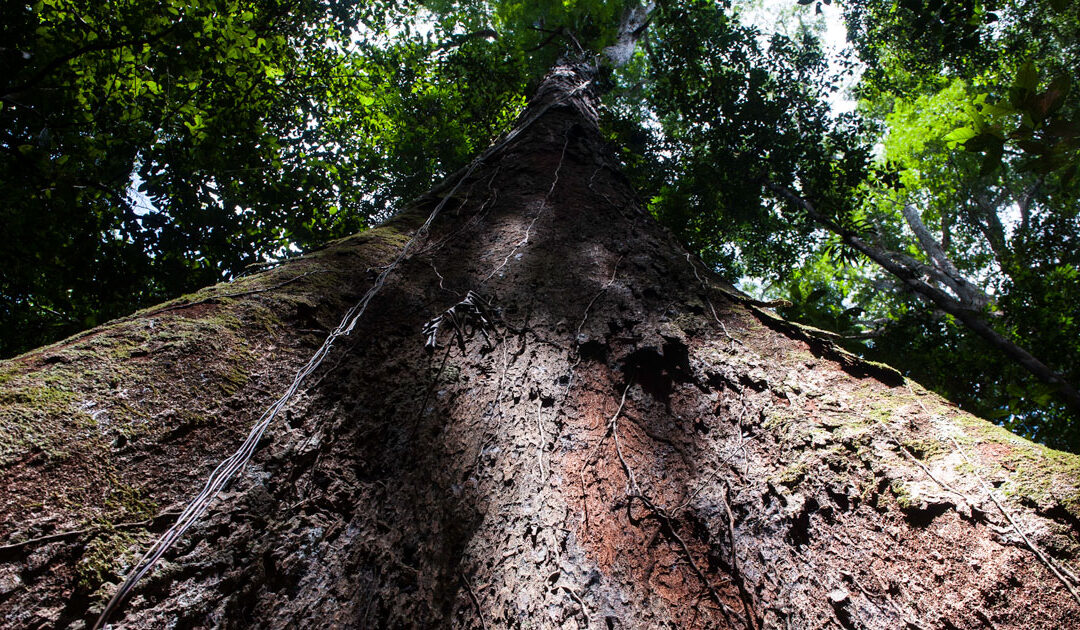 Los árboles de la Amazonia aumentan su tamaño.