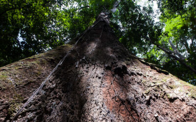 Los árboles de la Amazonia aumentan su tamaño