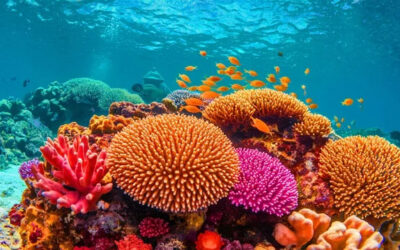 Los supercorales, un hallazgo que desafía la crisis climática