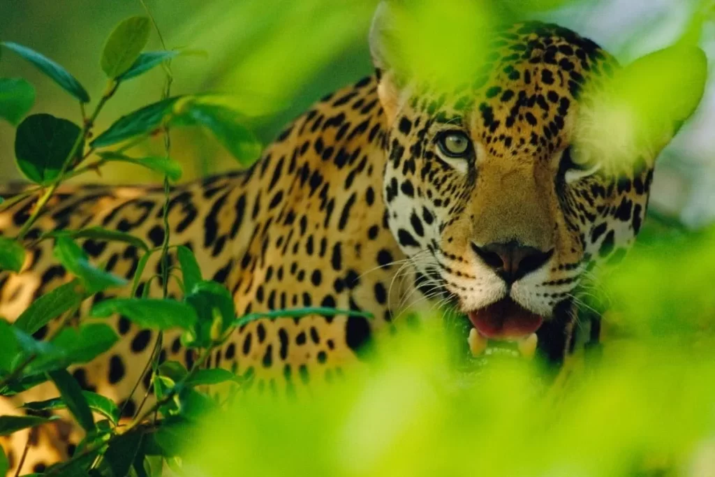 Sudamérica lanza proyecto para proteger al yaguareté.