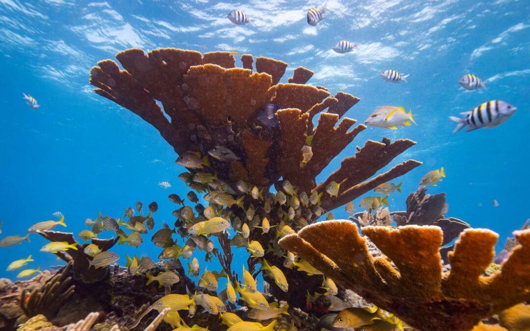 Científicos alertaron sobre una erosión acelerada en los arrecifes de coral del Caribe.