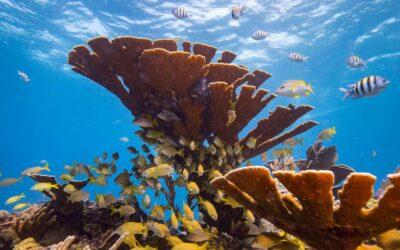 Científicos alertaron sobre una erosión acelerada en los arrecifes de coral del Caribe