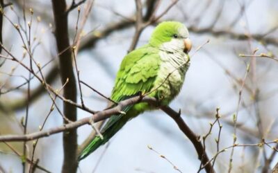 Las cotorras argentinas pueden aprender dialectos en Europa