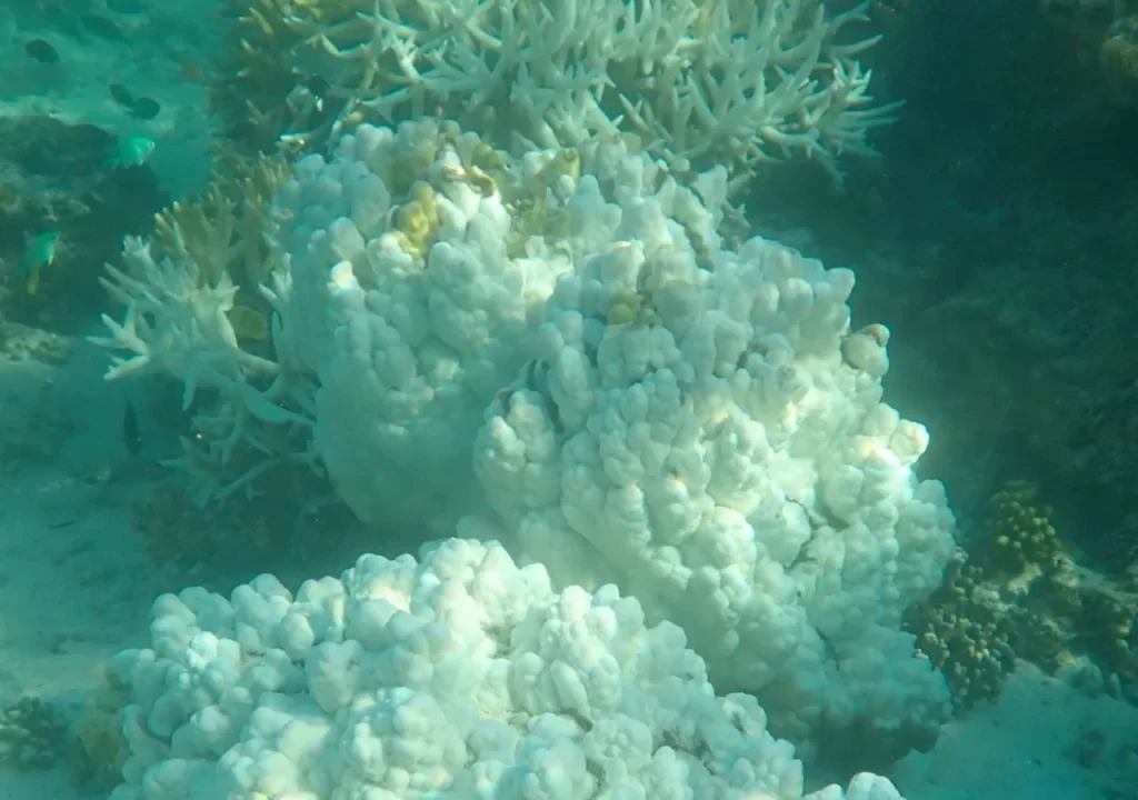 La Gran Barrera de Coral se vio gravemente afectada por el avance del cambio climático.