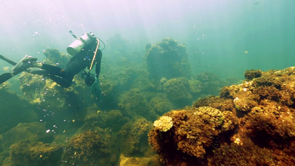 Científicos alertaron sobre una erosión acelerada en los arrecifes de coral del Caribe.