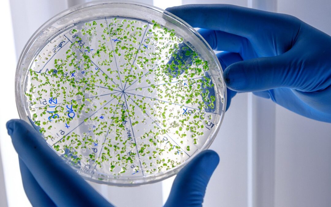 Argentina lanza campaña de concientización sobre una bacteria silenciosa.