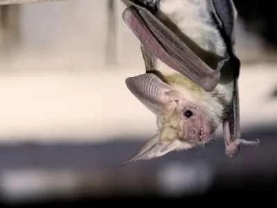Advierte que el cambio climático es capaz de causar una mayor frecuencia de infecciones transmitidas por animales.