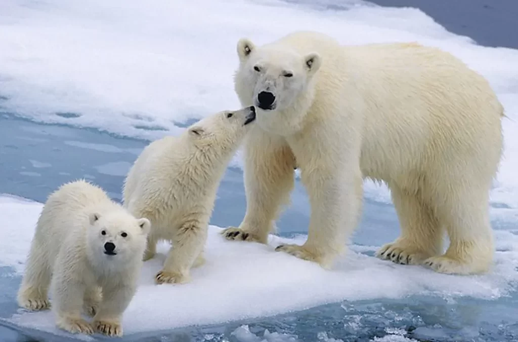Canadá aplica una estrategia de conservación nada convencional para osos polares.