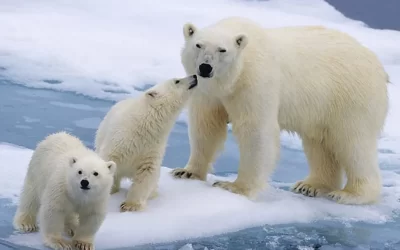 Canadá aplica una estrategia de conservación nada convencional