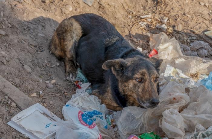 La Sociedad Protectora de Animales de Marruecos denuncia una 'matanza' de perros por el Mundial.