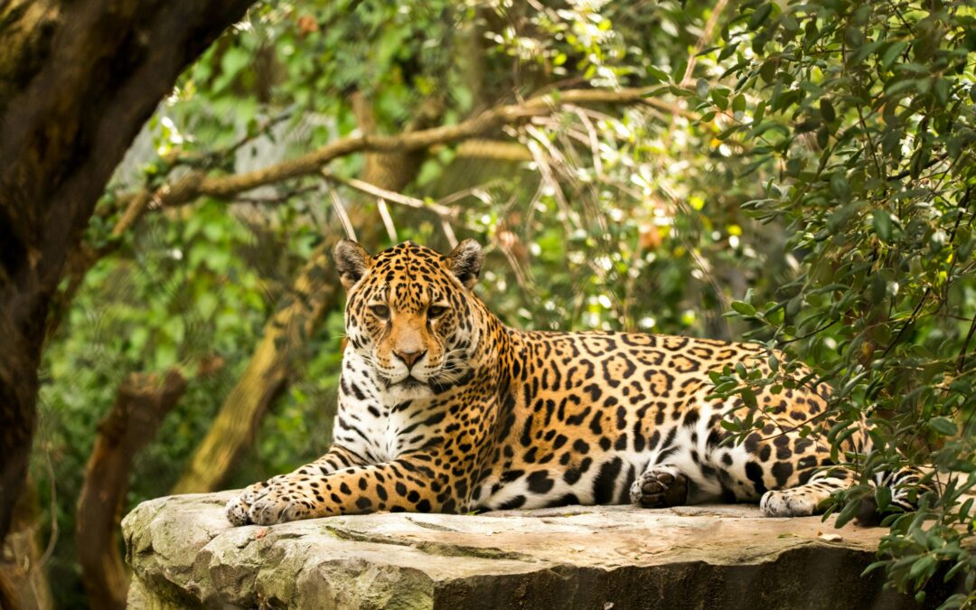 Un yaguareté rompió un récord en Brasil.