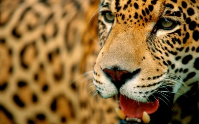 Sudamérica lanza proyecto para proteger al yaguareté