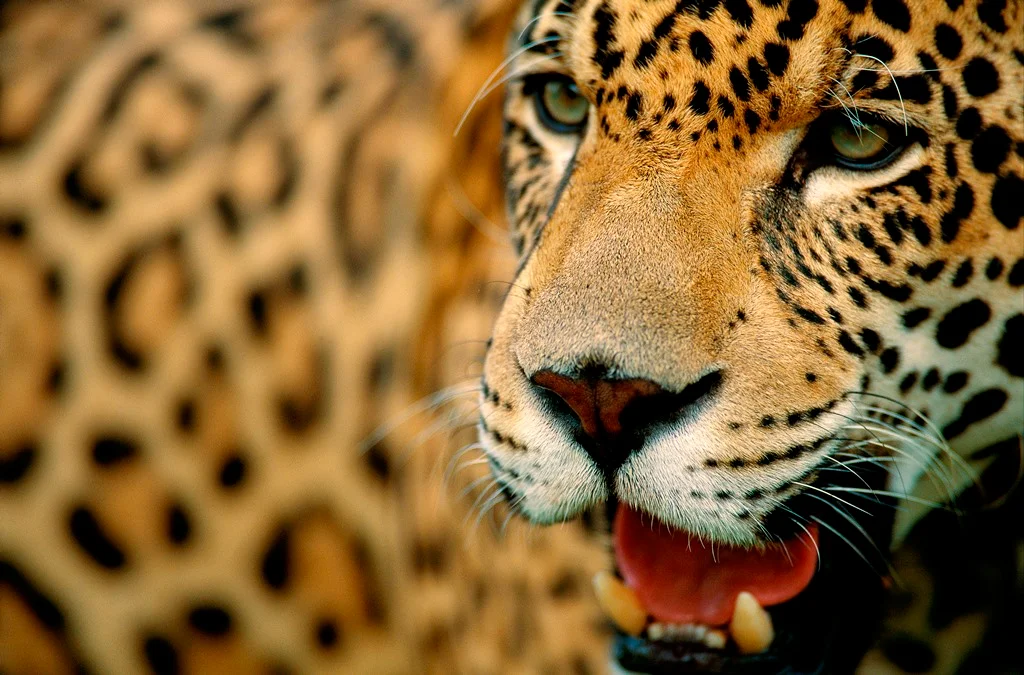 Sudamérica lanza proyecto para proteger al yaguareté.