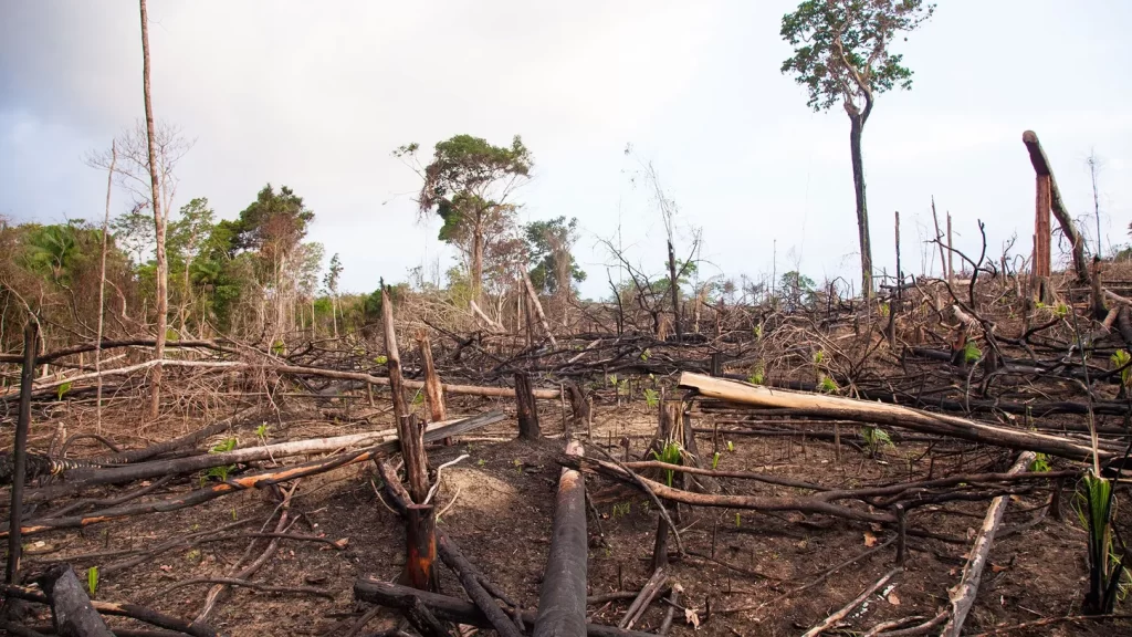 https://ambienteradio.com.ar/brasil-autoriza-busqueda-petroleo-frente-amazonia/