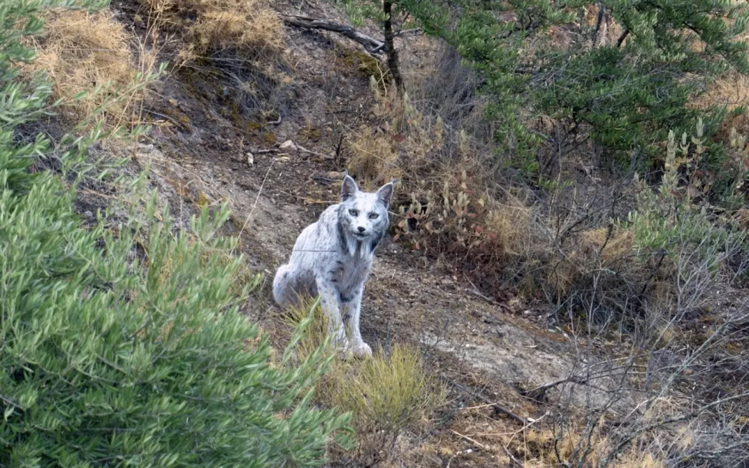 España detecta un lince ibérico con una característica particular.